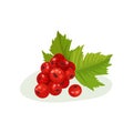 Red currants with green leaves. Sweet small berries. Flat vector element for print, poster or juice packaging