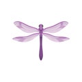 Flat vector icon of small dragonfly with purple body and beautiful wings. Small fast-flying insect Royalty Free Stock Photo