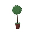 Tall green plant in brown pot. Houseplant in ceramic flowerpot. Flat vector for home decor or flower shop Royalty Free Stock Photo