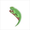 Cartoon iguana on a white background.Flat cartoon illustration for kids Royalty Free Stock Photo