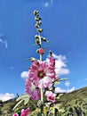 Cartoon illustration of amazing pink flower with blue sky background symbol of hope, freedom and purity