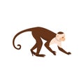 Flat vector icon of brown capuchin, side view. Small monkey with long tail. Wild animal from rainforest. Wildlife or