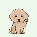 Cartoon illustration of cockapoo dog cute pose. Vector illustration of cockapoo dog