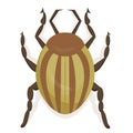 Cartoon illustration of Colorado potato beetle. flat style isolated on white background illustration