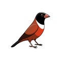 Cartoon illustration of a colorful Black-headed Munia bird Royalty Free Stock Photo