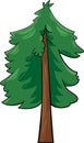 Cartoon illustration of conifer tree Royalty Free Stock Photo