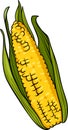 Corn on the cob cartoon illustration