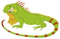Cartoon green iguana animal character Royalty Free Stock Photo