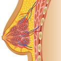 Cartoon illustration of female breast anatomy