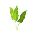 Flat vector icon of fresh garden sorrel. Bright green leaves. Natural ingredient for vegetarian dish. Organic and Royalty Free Stock Photo