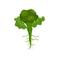 Fresh green broccoli with roots and leaves. Organic food. Edible plant. Natural and healthy vegetable. Flat vector icon Royalty Free Stock Photo