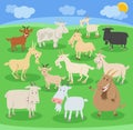 cartoon funny goats farm animal characters set Royalty Free Stock Photo