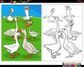 Cartoon geese birds farm animal characters coloring page Royalty Free Stock Photo