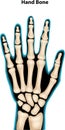 Cartoon illustration of hand bone