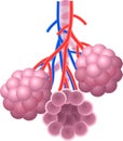 Cartoon illustration of Human Alveoli structure Anatomy