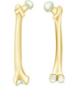 Cartoon illustration of human bone anatomy