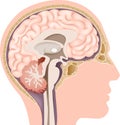 Cartoon illustration of Human Internal Brain Anatomy