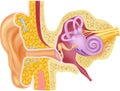 Cartoon illustration of Human Internal Ear Anatomy