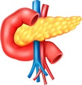 Cartoon illustration of Human Internal Pancreas Anatomy Royalty Free Stock Photo