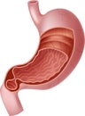 Cartoon illustration of Human Internal Stomach Anatomy