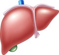 Cartoon Illustration of Human Liver Anatomy