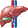 Cartoon illustration of Human Liver and Gallbladder