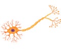 Cartoon illustration of Human Neuron Anatomy