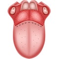 Cartoon illustration of Human Tongue Anatomy Royalty Free Stock Photo