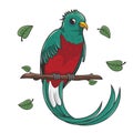 Quetzal Bird Cartoon Illustration Isolated