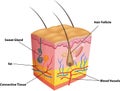 Cartoon illustration of The layers of skin and pores anatomy