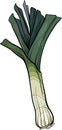 Leek vegetable cartoon illustration