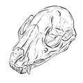 Cartoon Illustration Logo of an Animal Skull Like a Ram or Deer