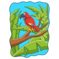 Cartoon illustration a parrot chirping Royalty Free Stock Photo