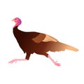 Cartoon illustration of running turkey, vector Royalty Free Stock Photo