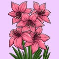 Amaryllis Flower Colored Cartoon Illustration