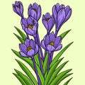 Crocus Flower Colored Cartoon Illustration