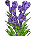 Crocus Flower Cartoon Colored Clipart Illustration