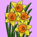 Daffodil Flower Colored Cartoon Illustration Royalty Free Stock Photo