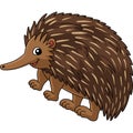 Echidna Animal Cartoon Colored Clipart