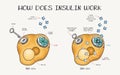 Hand drawn vector illustration explaining how does insulin work