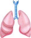 Cartoon Illustration of Smokers Lungs on white background