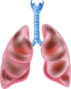 Cartoon Illustration of Smokers Lungs on white background Royalty Free Stock Photo