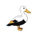 Cartoon Illustration of a Standing Common Eider Duck Royalty Free Stock Photo