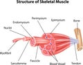 Cartoon illustration of Structure Skeletal Muscle Anatomy Royalty Free Stock Photo
