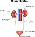 Cartoon illustration of Urinary system anatomy