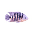 Cartoon illustrations of cichlid fish isolated on white background. Royalty Free Stock Photo