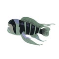 Cartoon illustrations of cichlid fish isolated on white background. Royalty Free Stock Photo