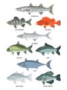 Cartoon illustrations of freshwater and ocean fishes Royalty Free Stock Photo