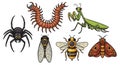 Cartoon Insect Collection featuring Spider, Centipede, Praying Mantis and Other Bugs Royalty Free Stock Photo