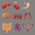 Cartoon Internal Human Organs Collection Royalty Free Stock Photo